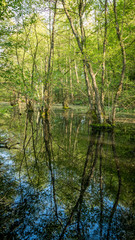 Fototapeta na wymiar Teich im Wald