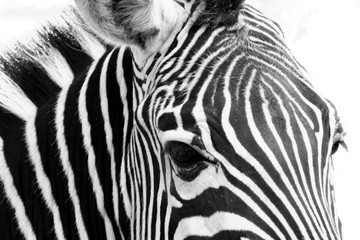 Obraz na płótnie Canvas zebra, animal, black, skin, stripes, white, africa, pattern, texture
