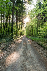 Sonnenstrahlen im Wald