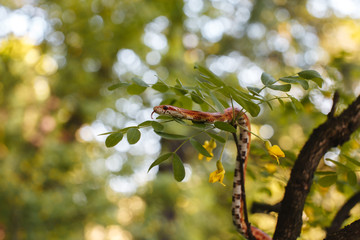 Snake