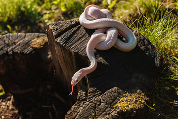 Snake