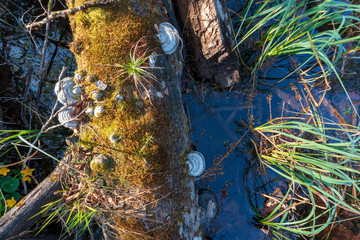 mit Moos und Schwämmen überwachsener Baum