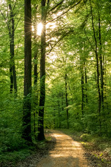 Fototapeta premium Promienie słońca w lesie