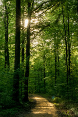 Obraz premium Promienie słoneczne w lesie