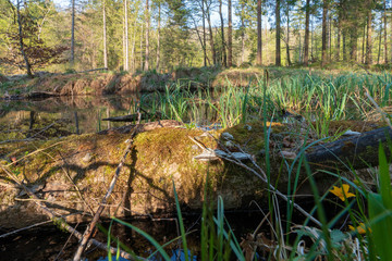 mit Moos und Schwämmen überwachsener Baum