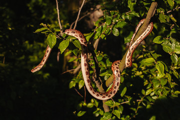 Obraz premium Snake