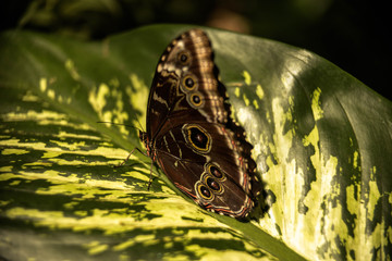 butterfly on a sheet