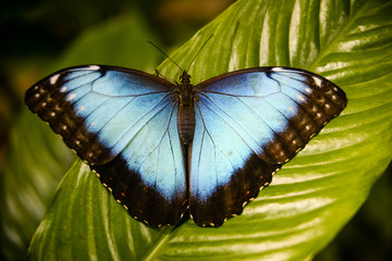 butterfly on a sheet