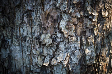 Texture of bark of an apple tree for backgrounds.