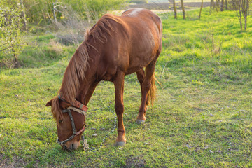 Obraz premium Beautiful horse grazing in a meadow, Portrait of a brown horse