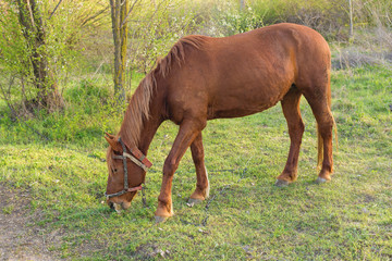 Beautiful horse grazing in a meadow, Portrait of a brown horse
