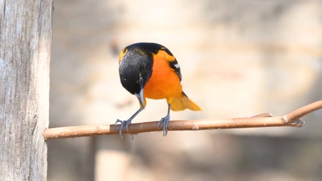 Baltimore Oriole cleaning it's legs while perched