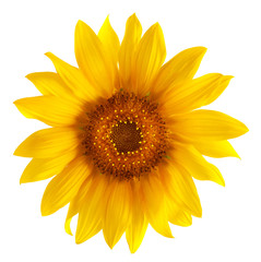 sunflower isolated on white background