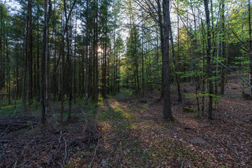 Wald mit tiefstehender Abendsonne