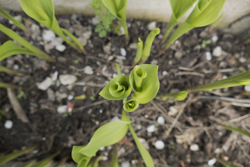  The flower is almost blossomed