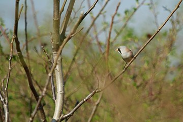 Panurus biarmicus, bearded tit, european bird sitting on branch, springtime, sunny day, blurry background