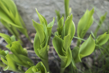 Obraz premium The flower is almost blossomed