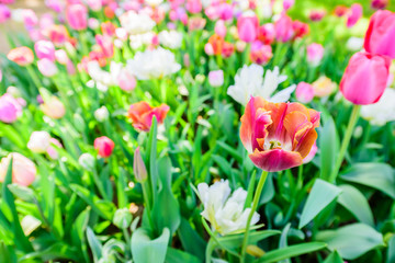 チューリップ畑  Tulip