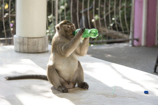 Monkey drinking water. Selective focus.