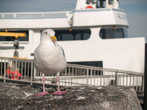 Seagull Standing on a Rock in Front of Ferry Boat