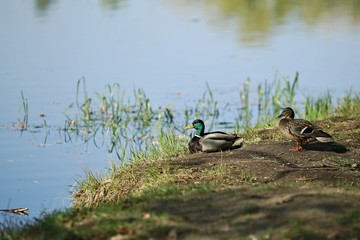 Two colorful mallard ducks - female and male sitting on lake bank in a shadow, blue water, green plants