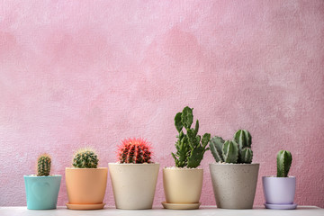 Beautiful cacti on color background