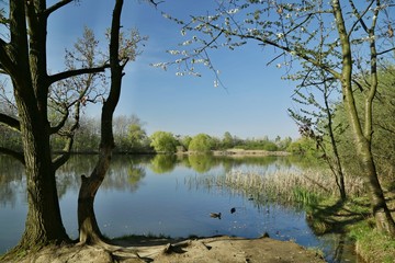 Beautiful spring landscape, scenery framed with branches, view of blue lake with trees on bank, green bushes, reeds, ducks on water, reflection of clear blue sky