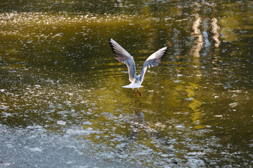 seagull