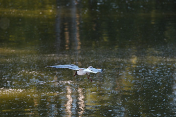 Seagull