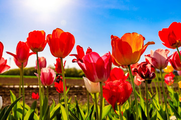 Red and yellow tulips in the sunshine on a meadow