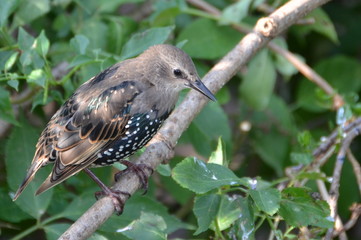 PÁJARO
