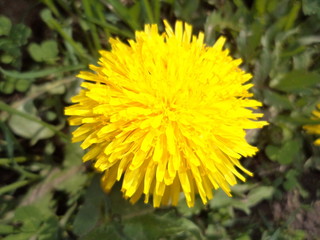 Yellow dandelion in hot summer day