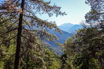 a sunny day in the mountains, a walk through a pine forest, a view of the mountains through the pines