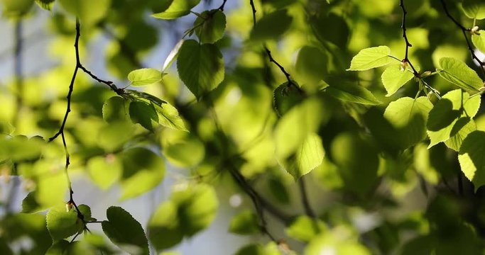 Green buds on branches in spring. Nature and blooming in spring time. Bokeh light background.