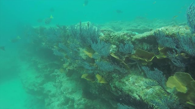 Coral reef scenics of the Sea of Cortez, Baja California Sur, Mexico. 