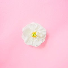 Simple white flower on pink background. Flat lay, top view. Pastel background.