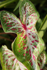 Caladium
