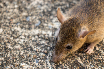 Close up brown rat or mose on the rough concrete floor.