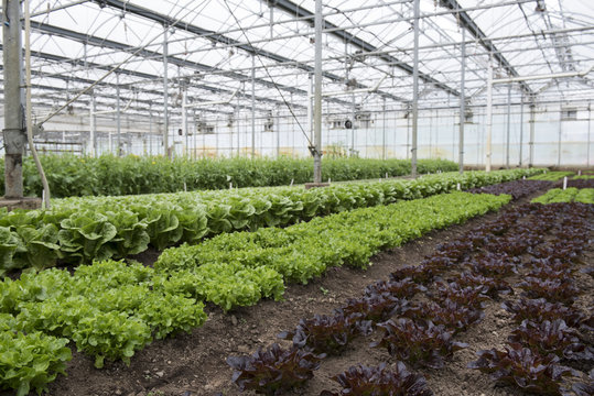 Rows of plants in greenhouse