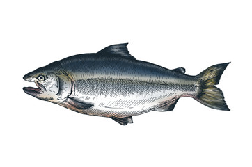 Hand drawn salmon fish