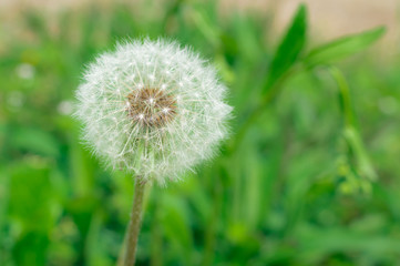 タンポポのわたげ