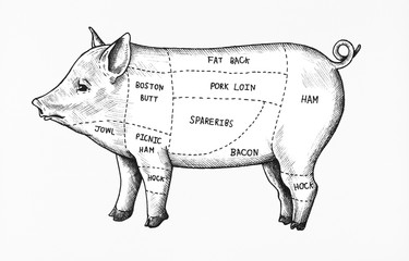 Hand drawn cut of pig - obrazy, fototapety, plakaty