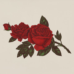 Hand drawn fresh red rose - obrazy, fototapety, plakaty