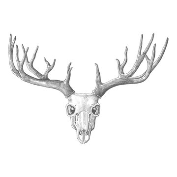 Antlers drawing deals