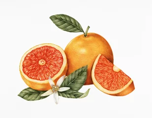 Fotobehang Hand drawn sketch of oranges © Rawpixel.com