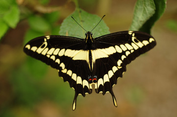 Thoas Swallowtail; butterfly; King Swallowtail; butterflies; close up; color image; Costa Rica; digital; Heraclides; horizontal; insect; light yellow; macro; mariposa; Monteverde; nature detail; no pe