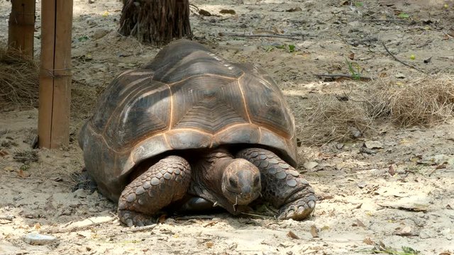Cute turtle in nature