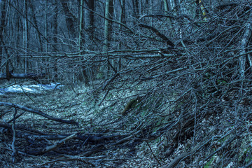 Fototapeta na wymiar mysterious thin branches in a fantastic night forest