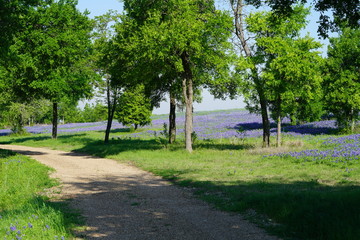 View of Texas Bluebonnet wildflowers blooming during spring time