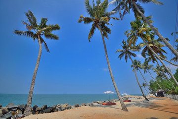 Coconut trees lined up on the white sands of marari sea beach.